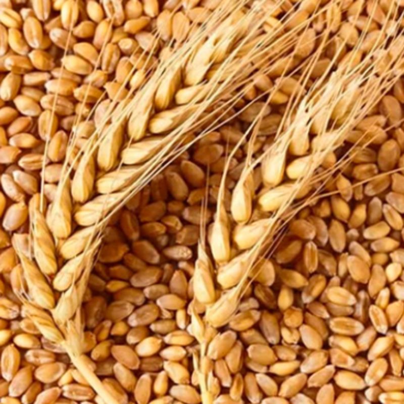 Пшеница продовольственная твердых сортов класс - 3