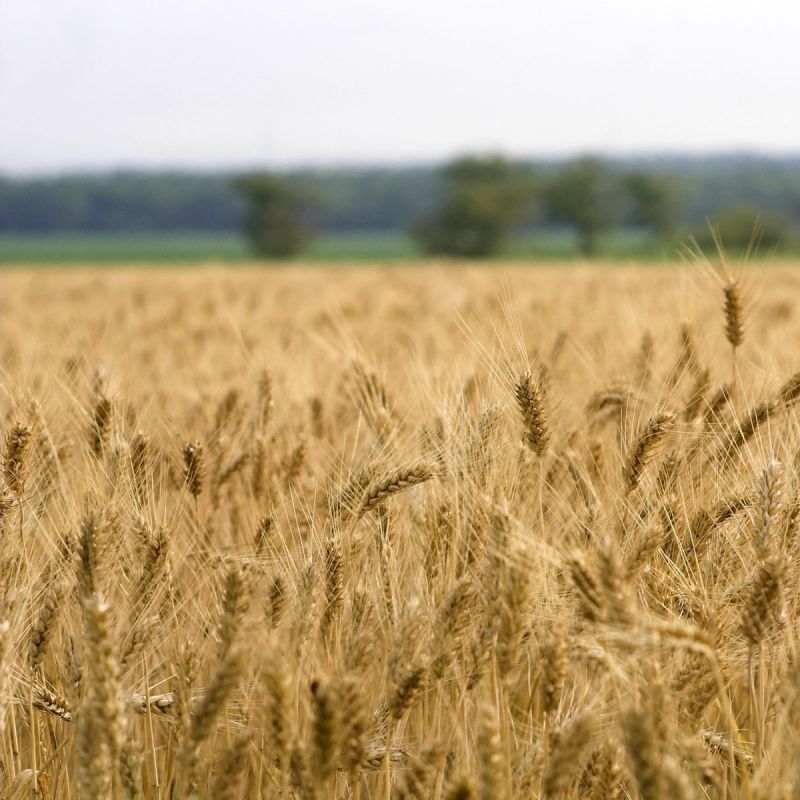Пшеница продовольственная твердых сортов класс - 3